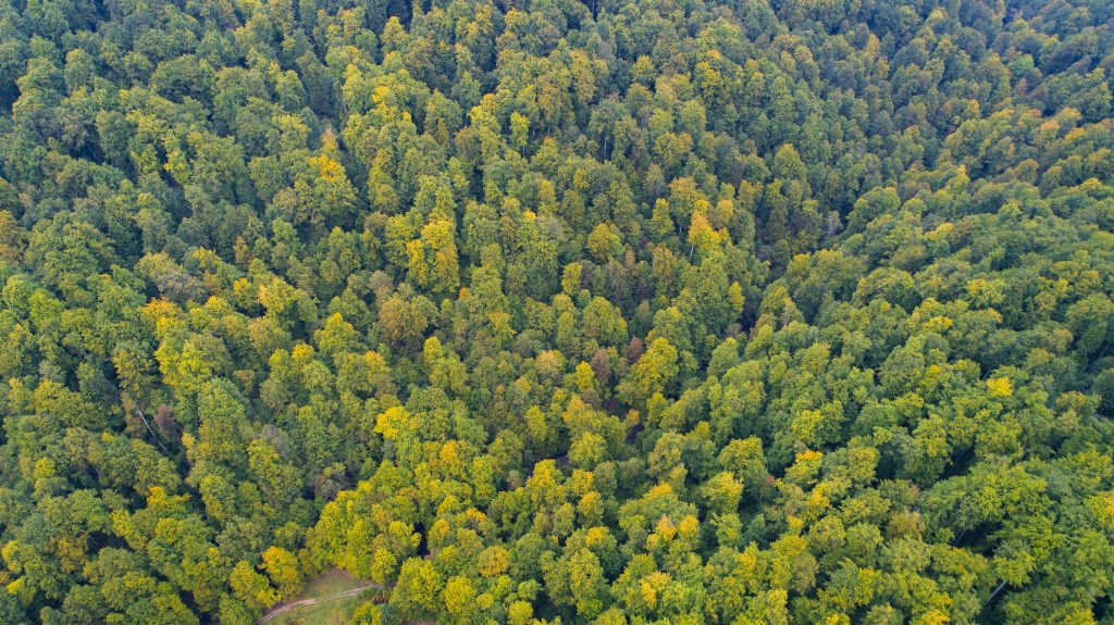 Through primeval beech forests of Velyka Uholka