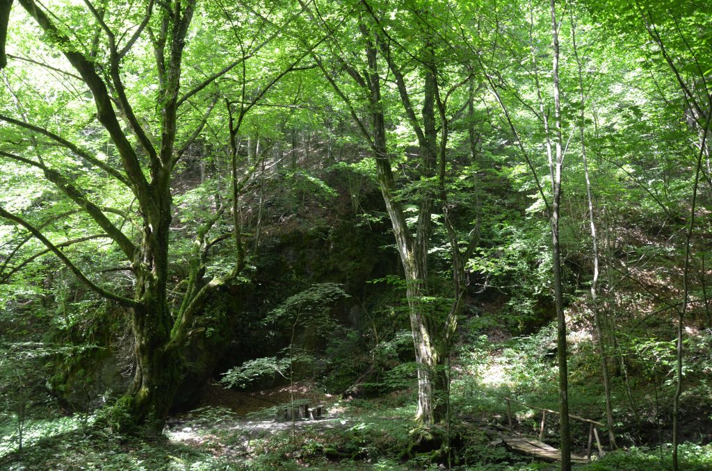 Ecological trail “To Sokolyne Berdo”